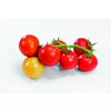 1001/FW-K12 - Sportivo - Geschmackstomate (veredelt)