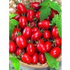 1009/FW-K12 - Dasher - Pfaumen-Cherrytomate (veredelt)
