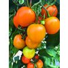 1070/FW-K12 - Merrygold - Cocktailtomate (veredelt)