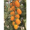 1160/FW-K12 - Kissme - Pfaumen-Cherrytomate (veredelt)