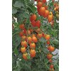 1170/FW-K12 - Nugget - Pfaumen-Cherrytomate (veredelt)
