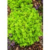 5880/FW-K12 - Thymian Gold